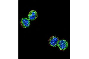Confocal immunofluorescent analysis of NFKBIL1 Antibody (Center) (ABIN654639 and ABIN2844336) with MDA-M cell followed by Alexa Fluor 488-conjugated goat anti-rabbit lgG (green). (NFKBIL1 antibody  (AA 256-285))