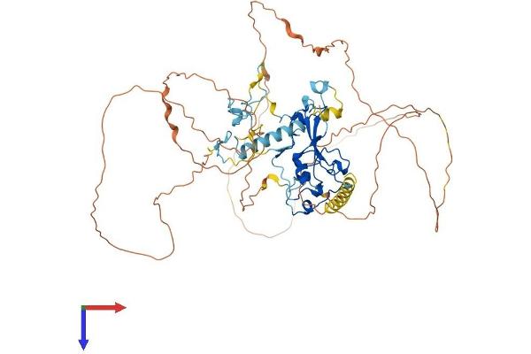 MBD1 Protein (AA 1-636) (His tag)