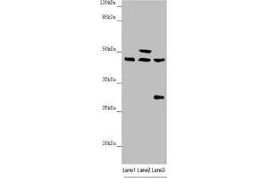 NYS48/HAUS8 anticorps  (AA 166-410)