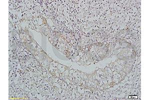 Formalin-fixed and paraffin-embedded: rat liver tissue labeled with Rabbit Anti-BAFF/CD257 Polyclonal Antibody, Unconjugated (ABIN740175) 1:200 followed by conjugation to the secondary Cy3 antibody