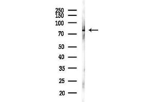 anti-TNF Receptor-Associated Protein 1 (TRAP1) (Internal Region) antibody