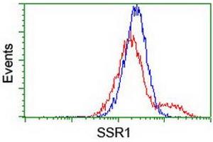 Image no. 1 for anti-Signal Sequence Receptor, alpha (SSR1) antibody (ABIN1501154)