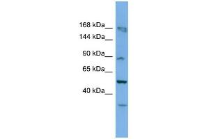 WB Suggested Anti-Taf1c Antibody Titration: 0. (TAF1C antibody  (C-Term))
