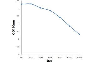 CA10 antibody  (AA 141-240)