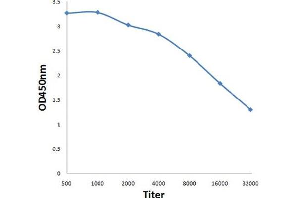 CA10 antibody  (AA 141-240)