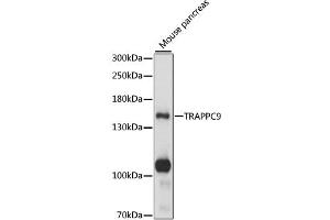 Western blot analysis of extracts of mouse pancreas, using TRAPPC9 antibody (ABIN6290674) at 1:1000 dilution.