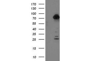 Western Blotting (WB) image for anti-Tubulin tyrosine Ligase-Like Family, Member 12 (TTLL12) antibody (ABIN1499030) (TTLL12 antibody)