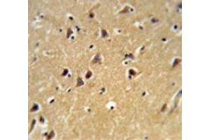 Immunohistochemistry analysis of human brain tissue (Formalin-fixed, Paraffin-embedded) using Spartin / SPG20  Antibody (N-term), followed by peroxidase-conjugated secondary antibody and DAB staining. (SPG20 antibody  (N-Term))