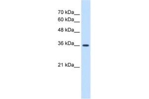 Western Blotting (WB) image for anti-MAS1 Oncogene (MAS1) antibody (ABIN2463411) (MAS1 antibody)