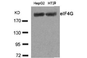 Image no. 2 for anti-Eukaryotic Translation Initiation Factor 4 Gamma, 1 (EIF4G1) (Ser1232) antibody (ABIN319387) (EIF4G1 antibody  (Ser1232))