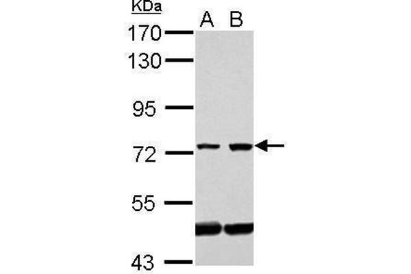 GLMN antibody