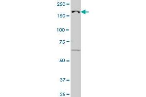 KDM5B antibody  (AA 231-319)