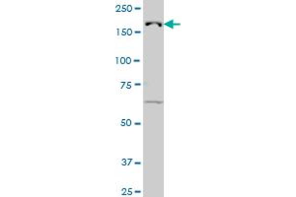 KDM5B antibody  (AA 231-319)