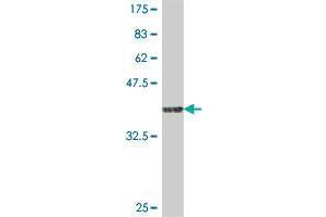 Western Blot detection against Immunogen (36. (Ribonuclease H1 antibody  (AA 189-286))