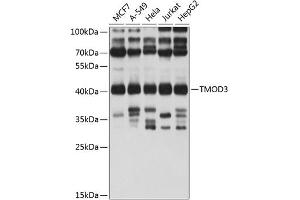 Western blot analysis of extracts of various cell lines, using TMOD3 antibody (ABIN1683055, ABIN3019135, ABIN3019136 and ABIN6220733) at 1:1000 dilution. (TMOD3 antibody  (AA 1-352))