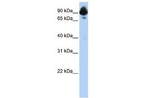 Western Blot showing RGS3 antibody used at a concentration of 1-2 ug/ml to detect its target protein. (RGS3 antibody  (C-Term))