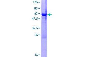 MAF1 Protein (AA 1-256) (GST tag)