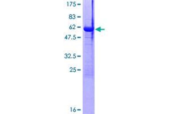 MAF1 Protein (AA 1-256) (GST tag)