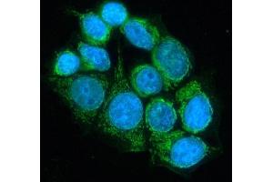 IF analysis of DLD using anti-DLD antibody (ABIN3043561).