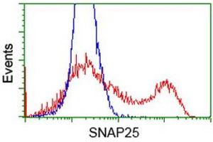HEK293T cells transfected with either RC202068 overexpress plasmid (Red) or empty vector control plasmid (Blue) were immunostained by anti-SNAP25 antibody (ABIN2454625), and then analyzed by flow cytometry. (SNAP25 antibody)