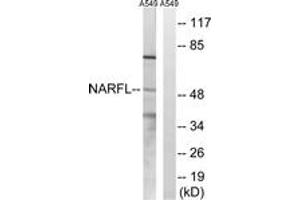 Western Blotting (WB) image for anti-Nuclear Prelamin A Recognition Factor-Like (NARFL) (AA 387-436) antibody (ABIN2890471) (NARFL antibody  (AA 387-436))