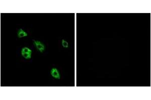 Immunofluorescence analysis of A549 cells, using GPR27 Antibody. (GPR27 antibody  (AA 181-230))