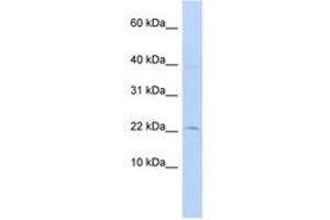 Image no. 1 for anti-FK506 Binding Protein 2, 13kDa (FKBP2) (N-Term) antibody (ABIN6744274) (FKBP2 antibody  (N-Term))