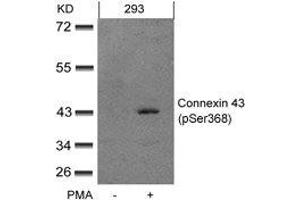Western blot analysis of extracts from 293 cells untreated or treated with PMA using Connexin 43(phospho-Ser368) Antibody. (Connexin 43/GJA1 antibody  (pSer368))