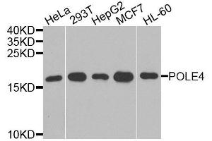 Western blot analysis of extracts of various cell lines, using POLE4 antibody. (POLE4 antibody  (AA 1-117))