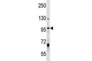 MCM8 antibody western blot analysis in T47D lysate.