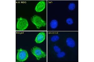 ABIN571285 Immunofluorescence analysis of paraformaldehyde fixed MCF7 cells, permeabilized with 0. (NOX5 antibody  (Internal Region))