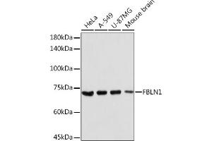Western blot analysis of extracts of various cell lines, using FBLN1 Rabbit pAb (ABIN7267200) at 1:2000 dilution. (Fibulin 1 antibody  (AA 570-670))