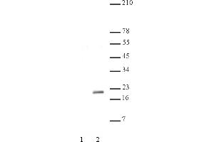 Histone H3K56ac antibody tested by Western blot. (Histone 3 antibody  (acLys56))