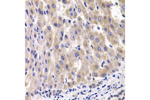 Immunohistochemistry of paraffin-embedded rat liver using RPL14 antibody.