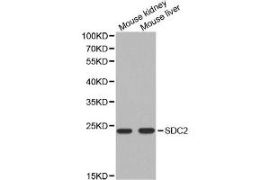 Western blot analysis of extracts of mouse kidney and mouse liver cell lines, using SDC2 antibody. (Syndecan 2 antibody)