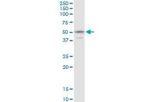KPNA1 MaxPab polyclonal antibody. (KPNA1 antibody  (AA 1-538))