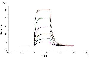 CD200 (CD200) (AA 31-232) protein (His tag)