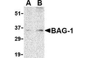 Western Blotting (WB) image for anti-BCL2-Associated Athanogene (BAG1) (N-Term) antibody (ABIN1031257) (BAG1 antibody  (N-Term))