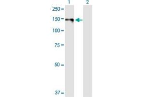Western Blot analysis of DSG1 expression in transfected 293T cell line by DSG1 MaxPab polyclonal antibody. (Desmoglein 1 antibody  (AA 1-1049))