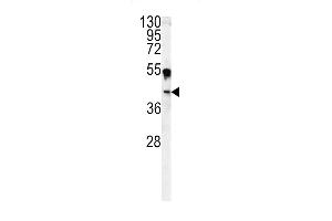 Western blot analysis of CA14 antibody (N-term) (ABIN391473 and ABIN2841441) in  cell line lysates (35 μg/lane). (CA14 antibody  (N-Term))