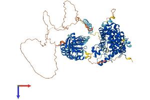 phosphodiesterase 8B (PDE8B) (AA 1-865) protein (His tag)
