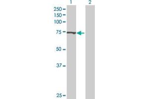 ATAD3B antibody  (AA 1-648)