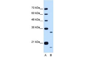 CCPG1 antibody used at 0. (CCPG1 antibody  (Middle Region))
