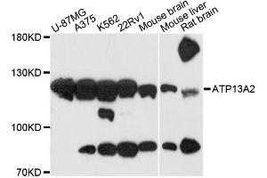 Western blot analysis of extracts of various cell lines, using ATP13A2 antibody (ABIN6290030) at 1:3000 dilution. (ATP13A2 antibody)