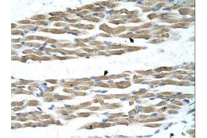 Image no. 2 for anti-Myc Proto-Oncogene protein (MYC) (N-Term) antibody (ABIN6737689) (c-MYC antibody  (N-Term))
