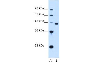 WB Suggested Anti-PA2G4 Antibody Titration:  1. (PA2G4 antibody  (Middle Region))