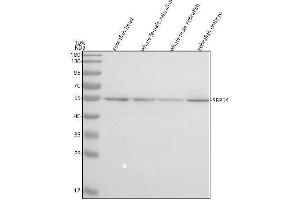 Western blot analysis of SRP54 using anti-SRP54 antibody (AZQ7ZVN5).