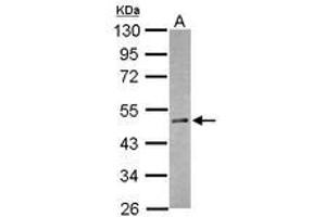 RBM41 抗体  (AA 180-388)