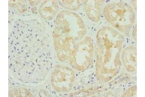 Immunohistochemistry of paraffin-embedded human kidney tissue using ABIN7148458 at dilution of 1:100 (COG4 antibody  (AA 506-785))