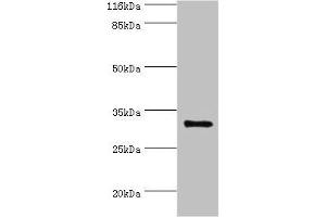 Western blot All lanes: KLK5 antibody at 2 μg/mL + MCF-7 whole cell lysate Secondary Goat polyclonal to rabbit IgG at 1/10000 dilution Predicted band size: 32 kDa Observed band size: 32 kDa (Kallikrein 5 antibody  (AA 23-293))
